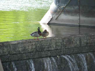 IMG 7839k