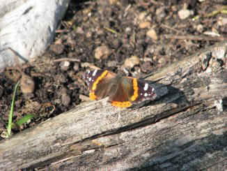 IMG 8153k