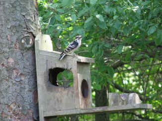 IMG 8272k